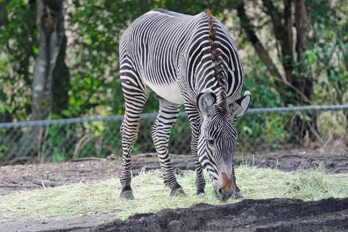 Khao Kheow Open Zoo Pattaya