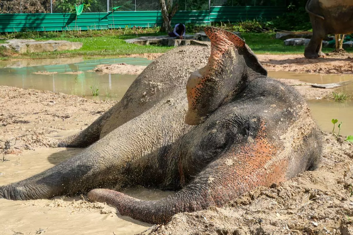 Aonang Elephant sanctuary Krabi