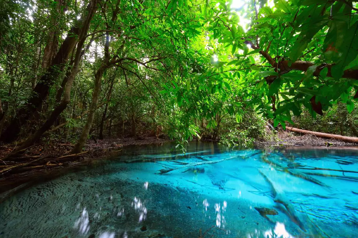 Krabi Jungle Tour with Hot Spring, Emerald Pool & Tiger Cave Temple